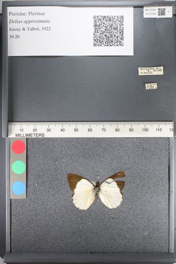 Media type: image;   Entomology 131655
